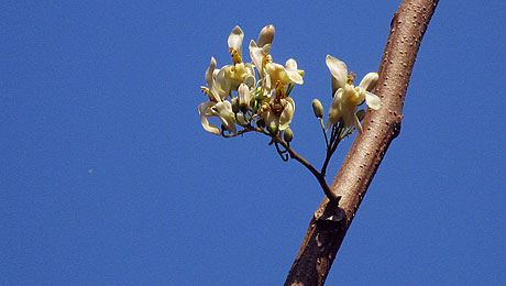 Fleurs de moringa © Anoop Narayanan / Flickr