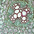Cellules