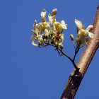 Fleurs de moringa © Anoop Narayanan / Flickr