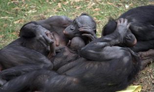 Lire la suite à propos de l’article Grandes singes, se regarder au fond des yeux