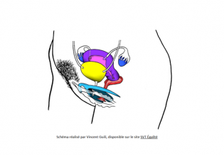 Lire la suite à propos de l’article A la découverte du clitoris !