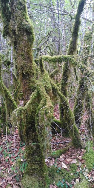 Lire la suite à propos de l’article L’Amour et les Forêts