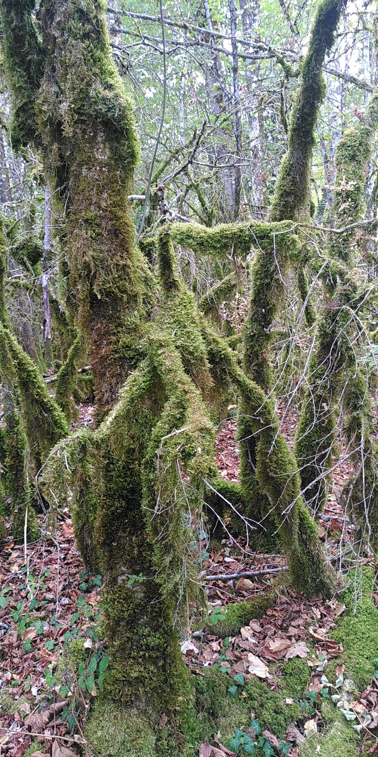 You are currently viewing L’Amour et les Forêts